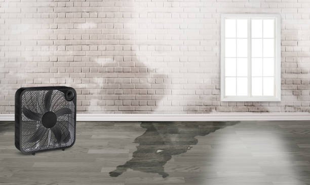 Best Basement water damage restoration  in Arthurdale, WV